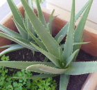 Aloe vera